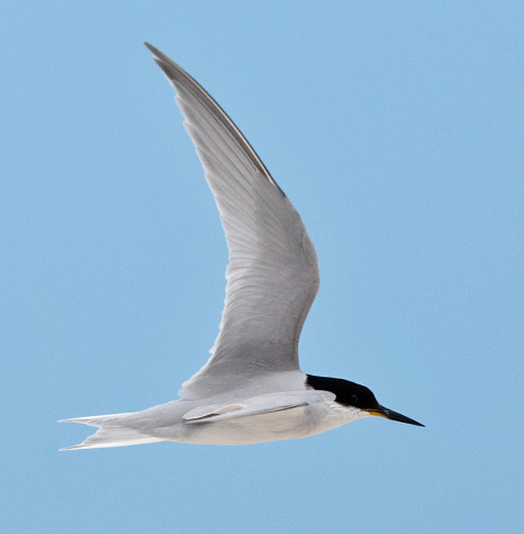 Damara Tern in flight